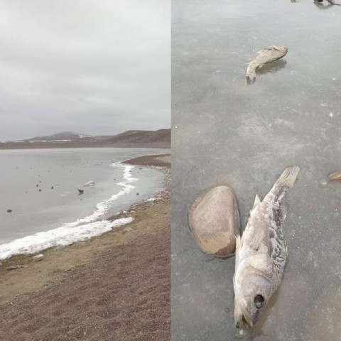 Frío extremo en la Patagonia: varios peces murieron congelados en Zapala