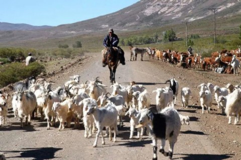 Se puso en marcha el operativo de la trashumancia en la provincia