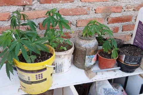 Secuestraron más de un kilo de cannabis y detuvieron a un hombre durante un allanamiento en Plottier