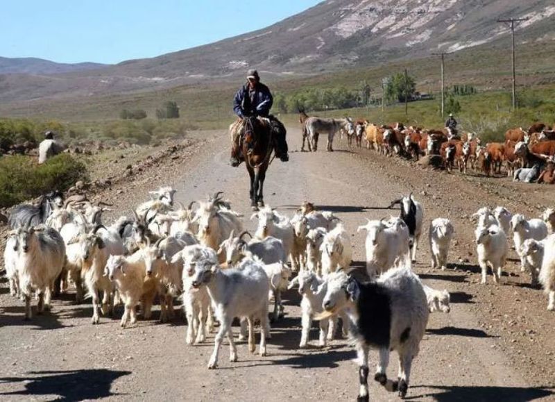Se puso en marcha el operativo de la trashumancia en la provincia