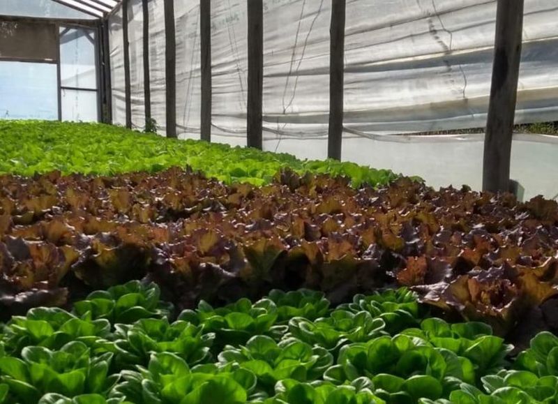 Dictan una charla sobre oportunidades para el desarrollo de proyectos productivos bajo el sistema de hidroponía